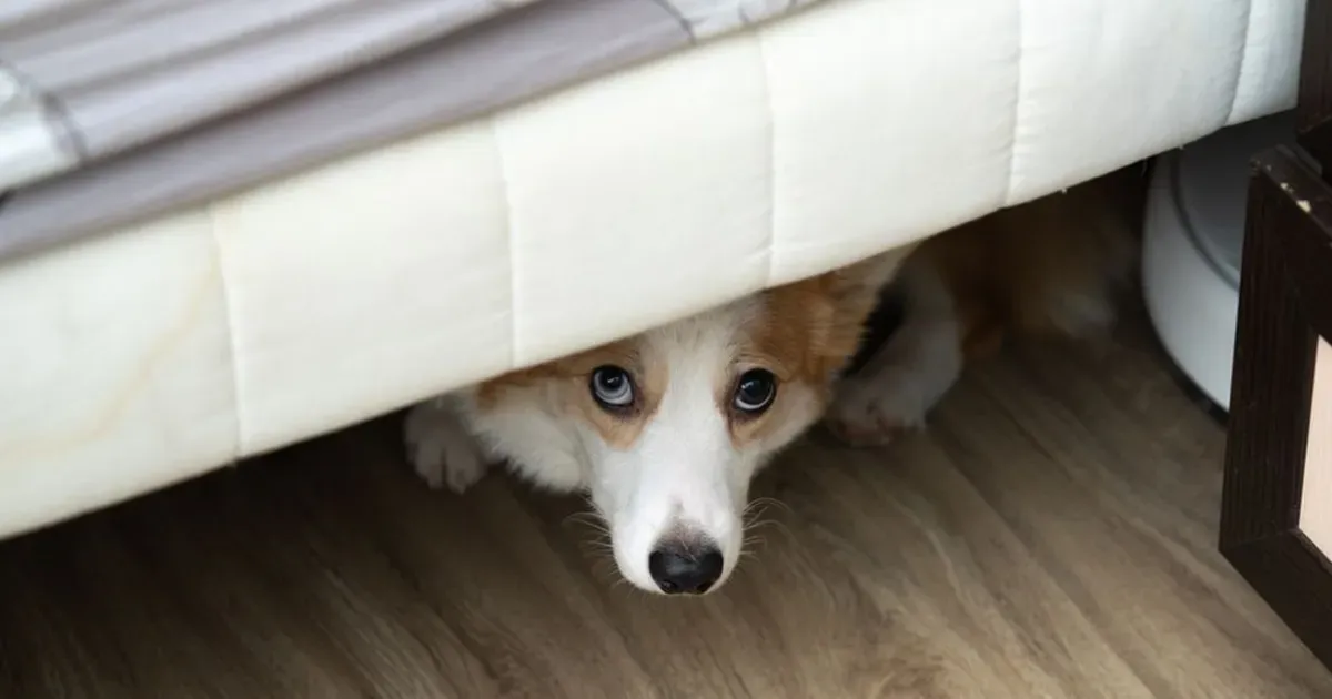 Anjing kembang api