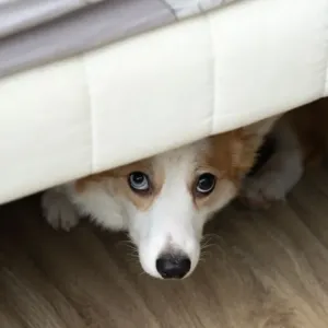 Anjing kembang api