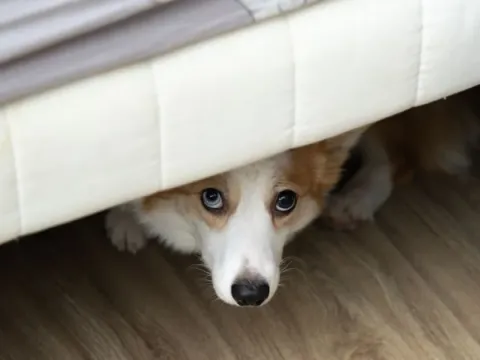 Anjing kembang api