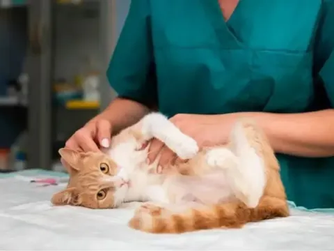 Jamur kucing