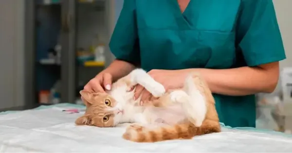 Jamur kucing Jamur kucing