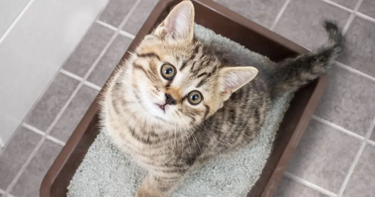 Kotak pasir kucing