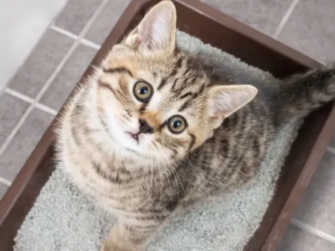 Kotak pasir kucing