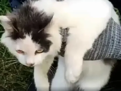 Kucing yang ditangkap petugas lapas di Rusia_Copyright ФСИН