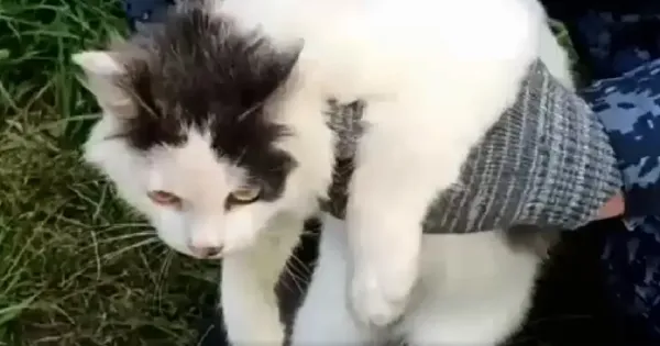 Kucing yang ditangkap petugas lapas di Rusia_Copyright ФСИН