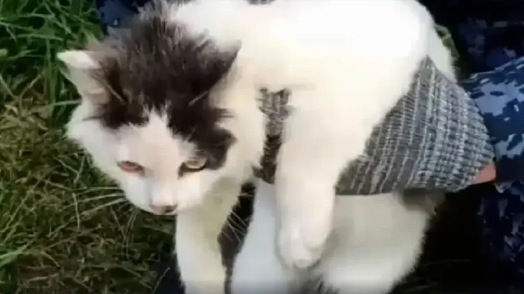 Kucing yang ditangkap petugas lapas di Rusia_Copyright ФСИН