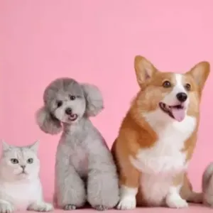 Manfaat memelihara anjing 