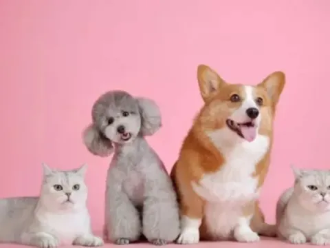 Manfaat memelihara anjing 