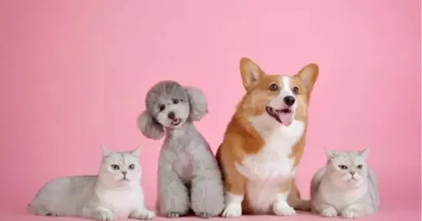 Manfaat memelihara anjing Manfaat memelihara anjing