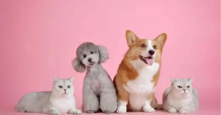 Manfaat memelihara anjing 