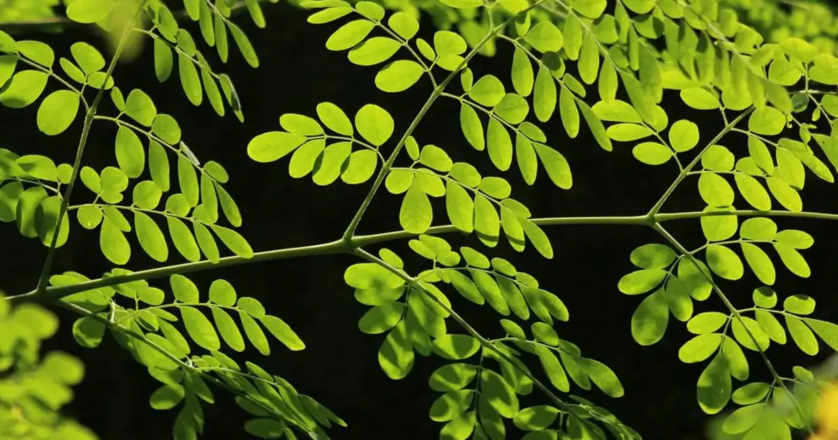 Moringa oleifera atau daun kelor