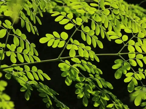 Moringa oleifera atau daun kelor Moringa oleifera atau daun kelor