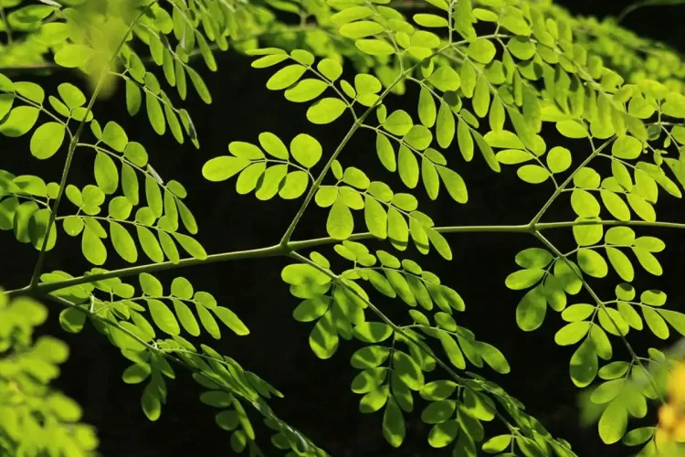 Moringa oleifera atau daun kelor