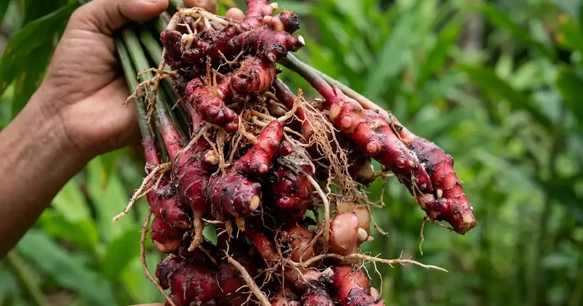 Petani memanen Jahira