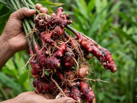 Petani memanen Jahira