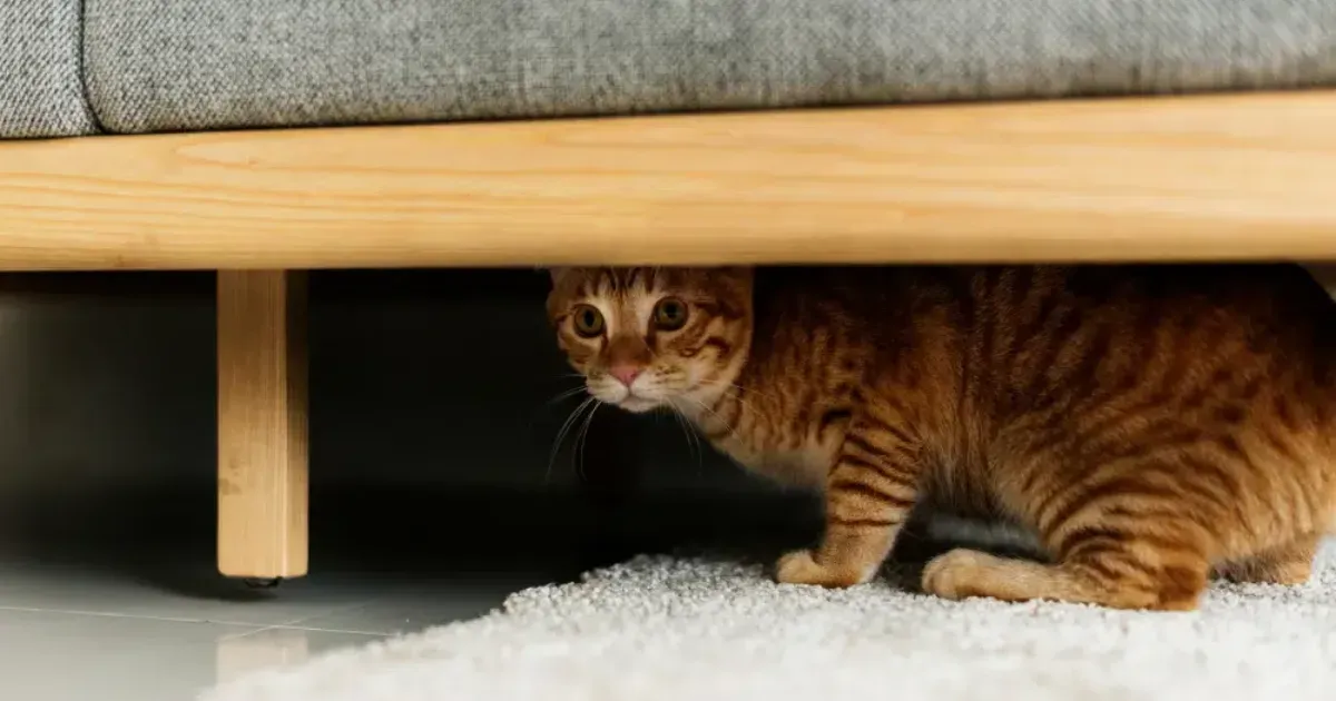 Rumah baru kucing