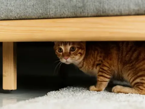 Rumah baru kucing