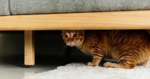 Rumah baru kucing Rumah baru kucing