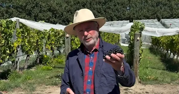 Sam Neill di kebun anggur Two Paddocks miliknya Sam Neill di kebun anggur Two Paddocks miliknya