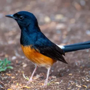 Burung Kicau Mania