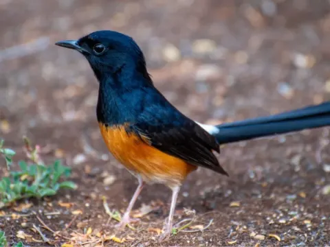 Burung Kicau Mania