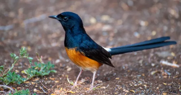 Burung Kicau Mania Burung Kicau Mania