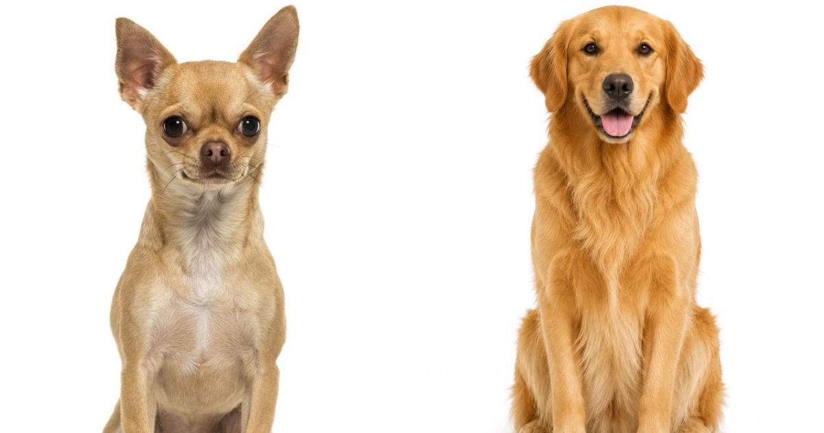 Chihuahua dan Golden Retriever Mempunyai Perkiraan Umur yang Berbeda. Foto: Dok. Net