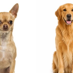 Chihuahua dan Golden Retriever Mempunyai Perkiraan Umur yang Berbeda. Foto: Dok. Net