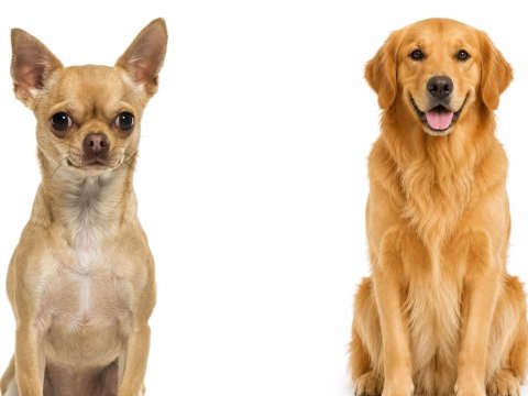 Chihuahua dan Golden Retriever Mempunyai Perkiraan Umur yang Berbeda. Foto: Dok. Net