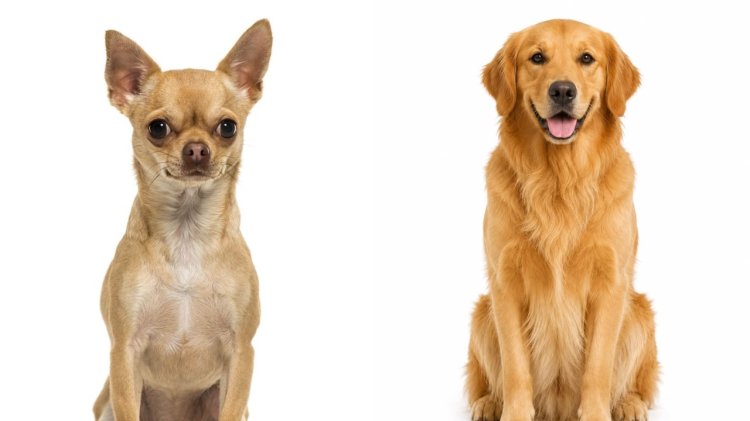 Chihuahua dan Golden Retriever Mempunyai Perkiraan Umur yang Berbeda. Foto: Dok. Net