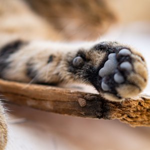 Ilustrasi Paw Pads atau Bantalan Kucing. Foto: Pexels