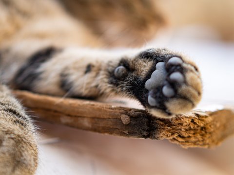 Ilustrasi Paw Pads atau Bantalan Kucing. Foto: Pexels
