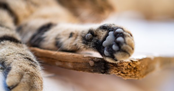 Ilustrasi Paw Pads atau Bantalan Kucing. Foto: Pexels Ilustrasi Paw Pads atau Bantalan Kucing. Foto: Pexels