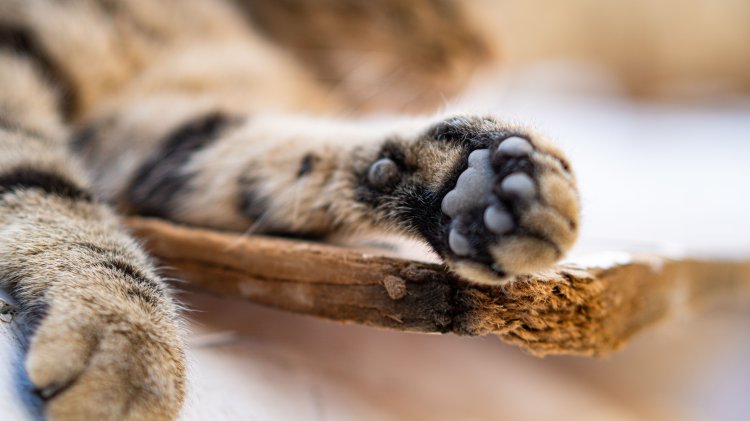 Ilustrasi Paw Pads atau Bantalan Kucing. Foto: Pexels