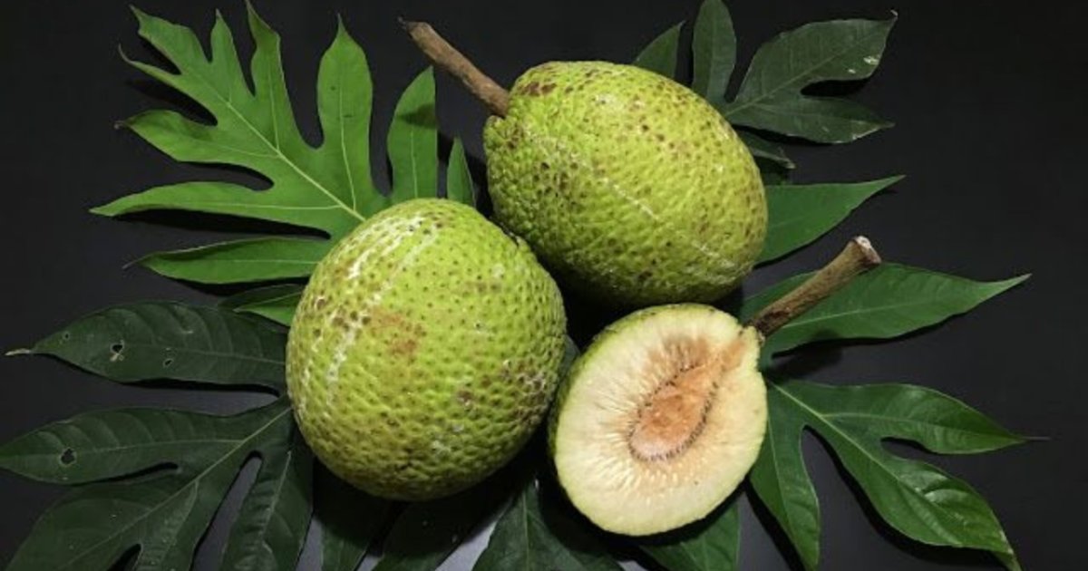 Sukun Superfood Asli Indonesia