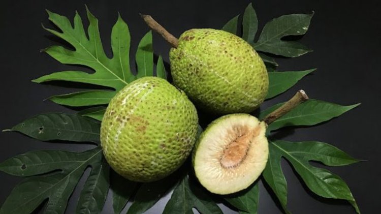 Sukun Superfood Asli Indonesia
