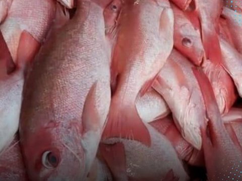 Video Kakap Merah