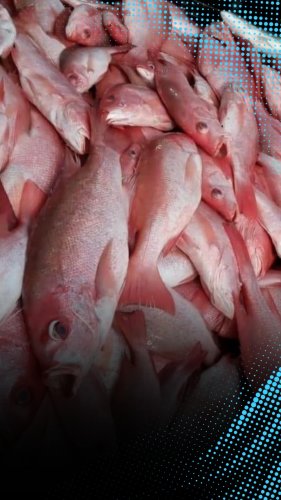 Jangan Asal Makan, Kakap Merah Berisiko Mengandung Racun