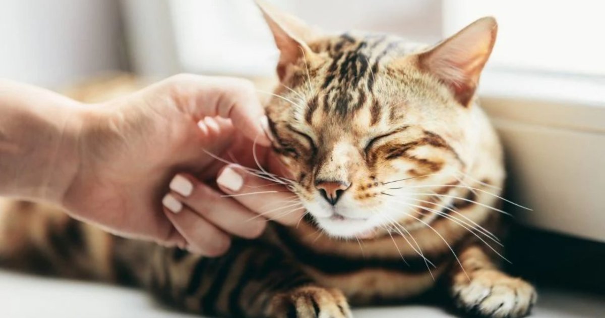 Alasan kenapa kumis kucing tidak boleh dipotong