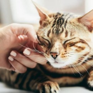 Alasan kenapa kumis kucing tidak boleh dipotong