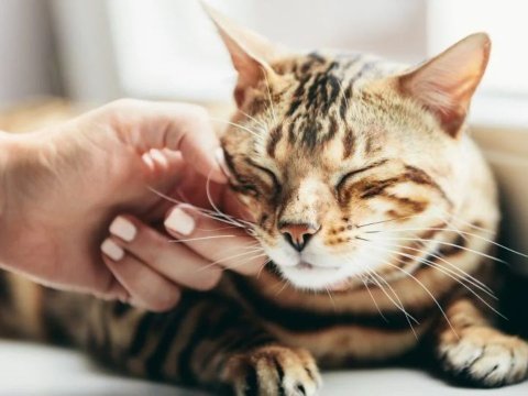 Alasan kenapa kumis kucing tidak boleh dipotong