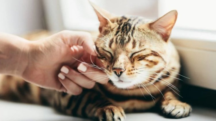 Alasan kenapa kumis kucing tidak boleh dipotong