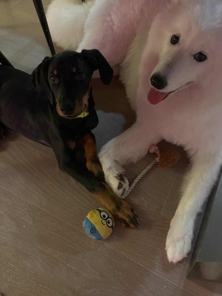 Leo dan Lambo. Foto: Dok. Instagram @lalala_lfamily