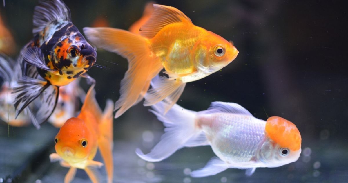 Jenis Ikan Mas Koki Mahal dan Populer