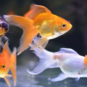 Jenis Ikan Mas Koki Mahal dan Populer