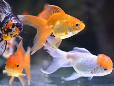 Jenis Ikan Mas Koki Mahal dan Populer