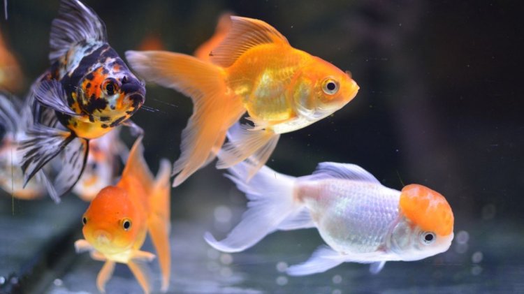 Jenis Ikan Mas Koki Mahal dan Populer