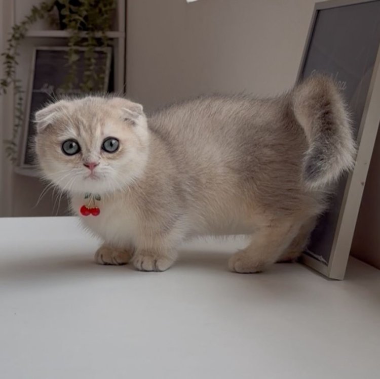 Kucing Inul Daratista Kucing Inul Daratista. Foto: Dok. Instagram @inul.d