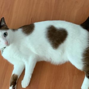 Kucing motif hati