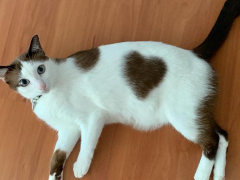 Kucing motif hati